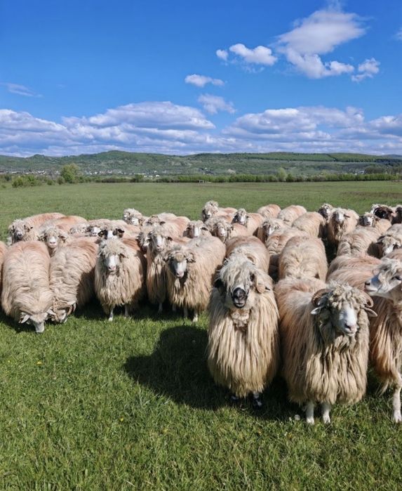 Vând 50 de oi băle