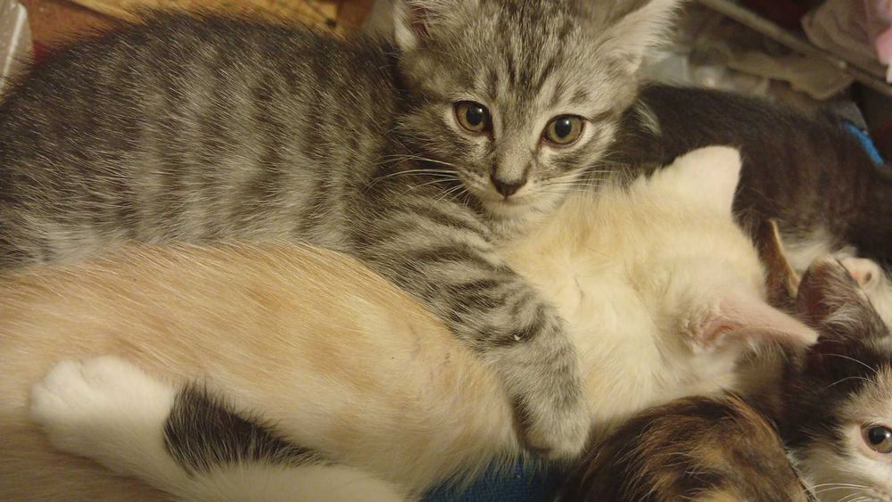 Продам гладкошерстных котят
