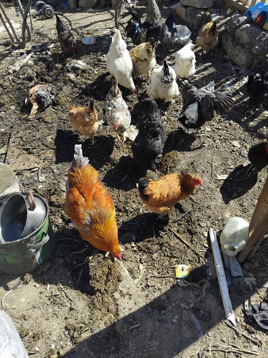 Тауықтар сатылады