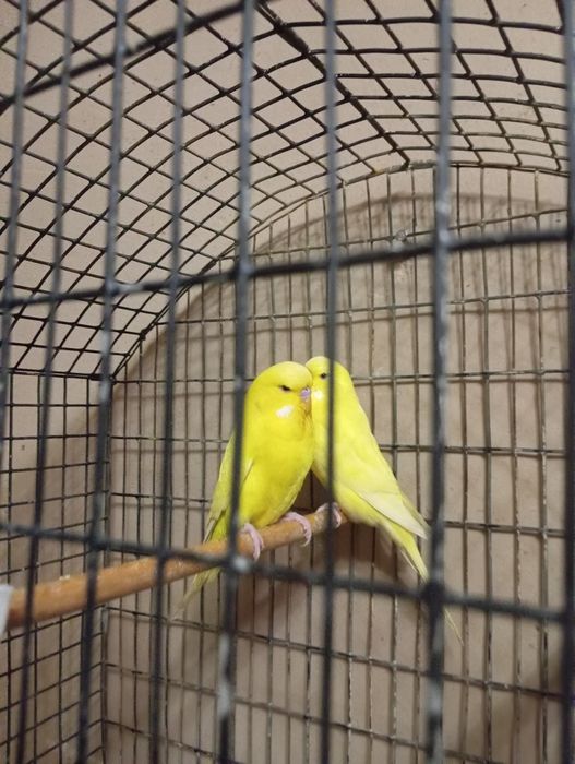 Попугай андурка пара