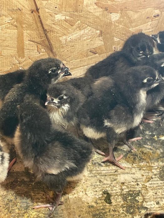 Суточные цыплята австролорп