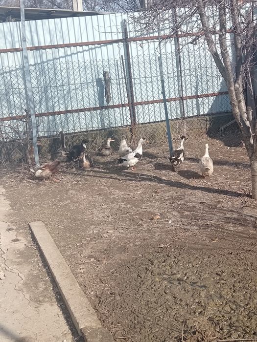 Урдак ва гоз  обмен