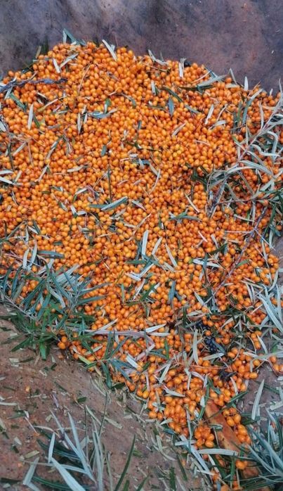 Vând cătină proaspătă în cantități mari