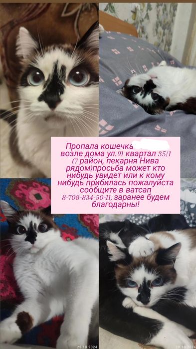 Пропала кошечка! 7 район
