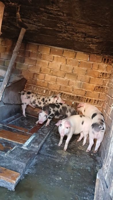 Домашни Прасета 4броики