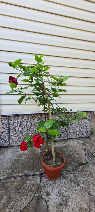 Китайска роза червена