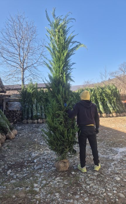 Leylandy mesteacăn tei pon pon spirale