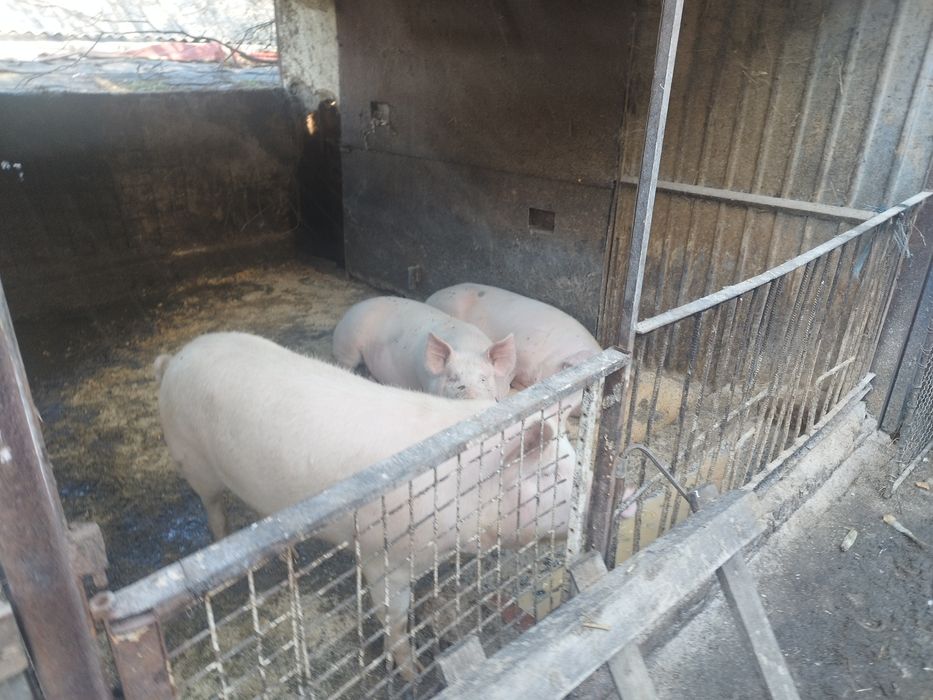 Продавам заплодени майки