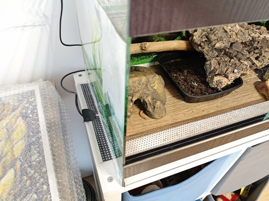 Леопардов гекон момче