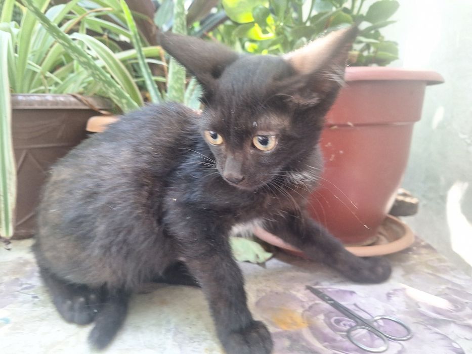 Котята бесплатно