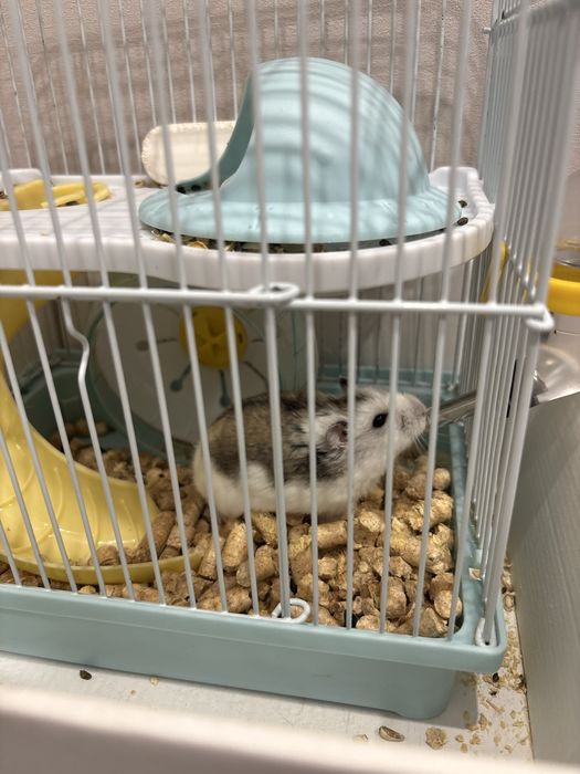 Хомяк с клеткой и кормом