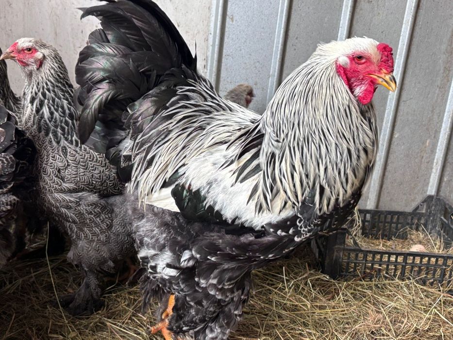 Brahma herminat Inchis