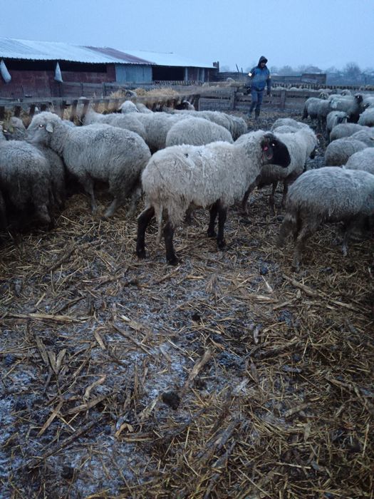 Vand 2 berbeci bucalai