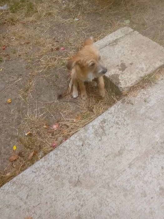 Cățeluș pentru  adopție   pufos
