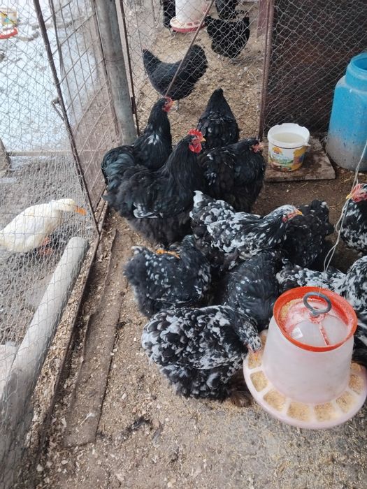 Gaini si pui Cochinchina urias negru bobat