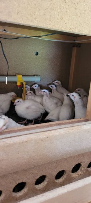 Бөдене техас сатылады