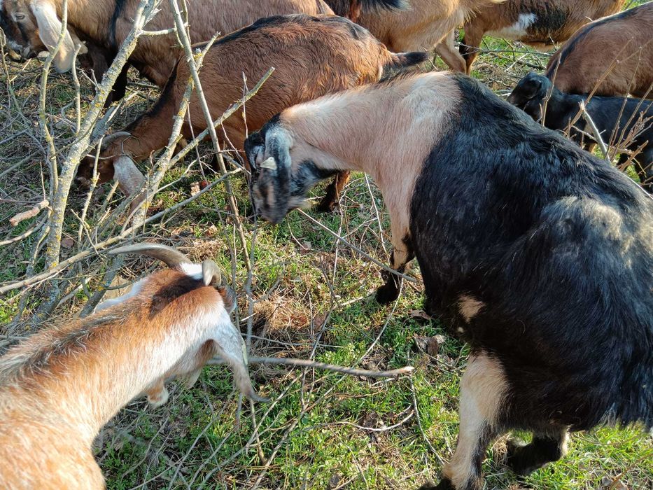 Vând capre anglo nubiene