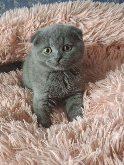 Шотландские скоттиш фолд.