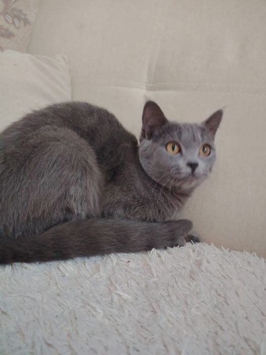 Продам британскую кошечку