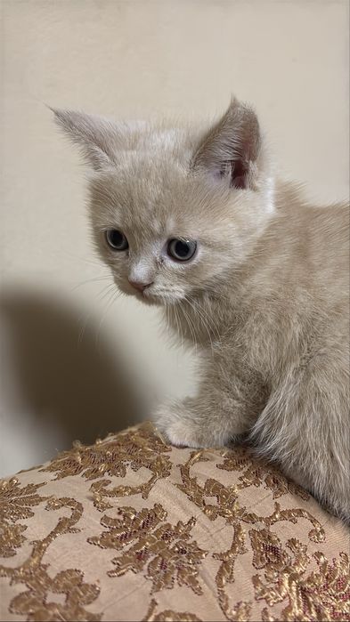 котята девочка и мальчик