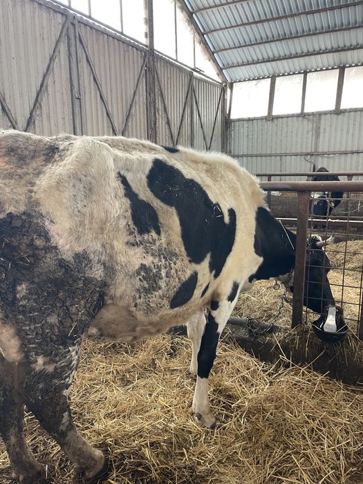 Vaca de lapte baltata romaneasca pe negru