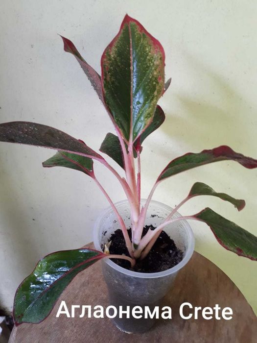 Аглаонема (Aglaonema)