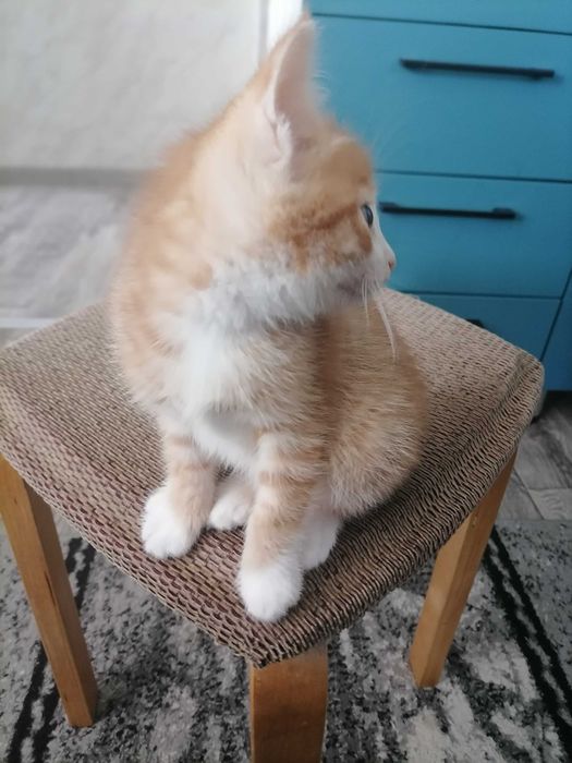 Отдадим котеночка