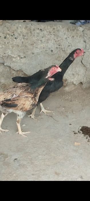 Сатлады срочнааа