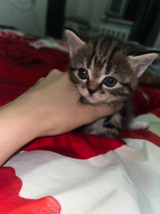 Продам котенка девочка