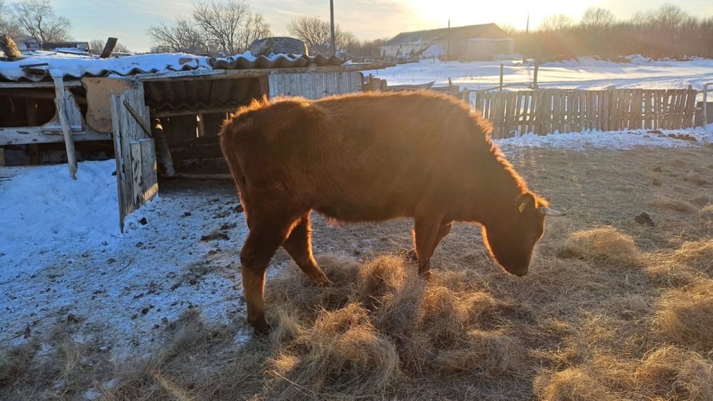 Қашарлар және сиыр