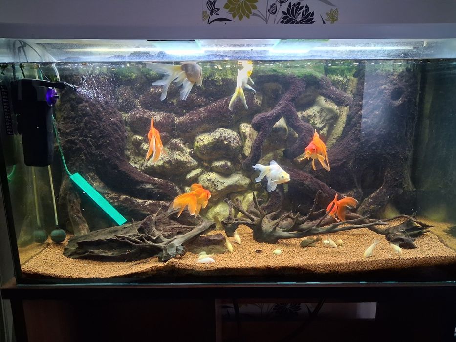 Vand acvarii 450 litri cu tot cu pesti