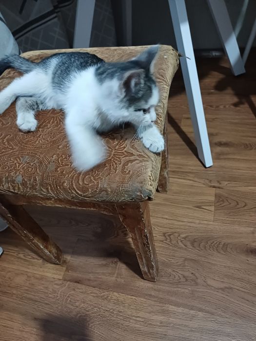Котёнок мальчик около 3 месяцев