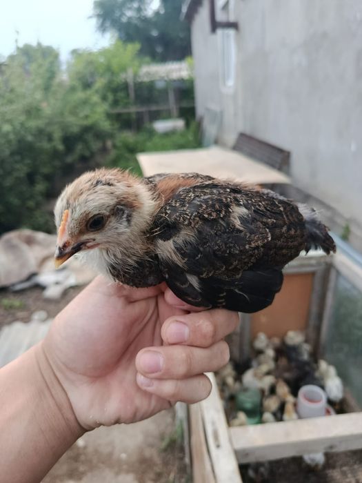3,5 апталық өскен балапандр
