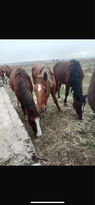 Жылкы бие байтал