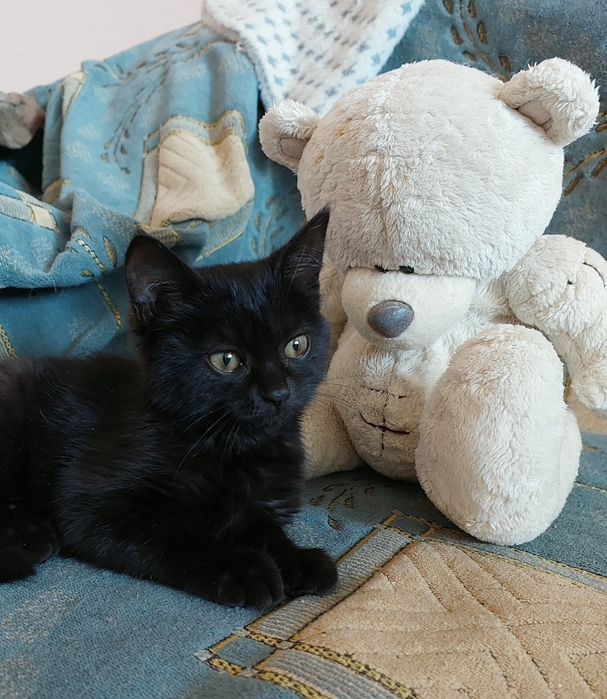 Котенок в любящие рукии