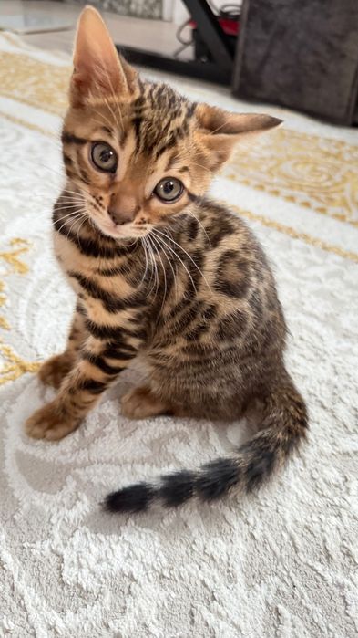 Продаются бенгальские котята девочка и мальчик