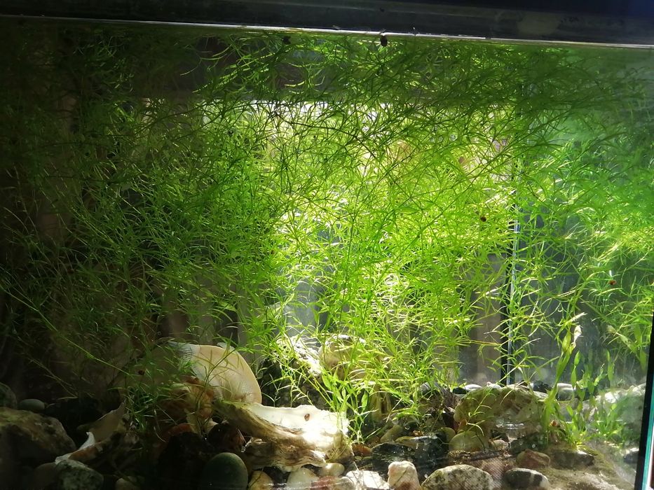 Продам роголистник