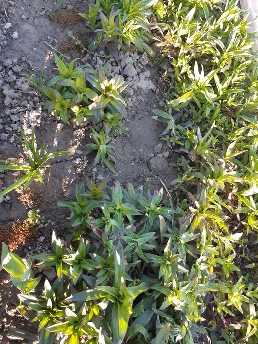 Разсад топкрамфил,бели маргаритки