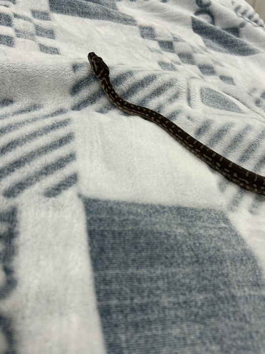 Продам змею, питон брэдли