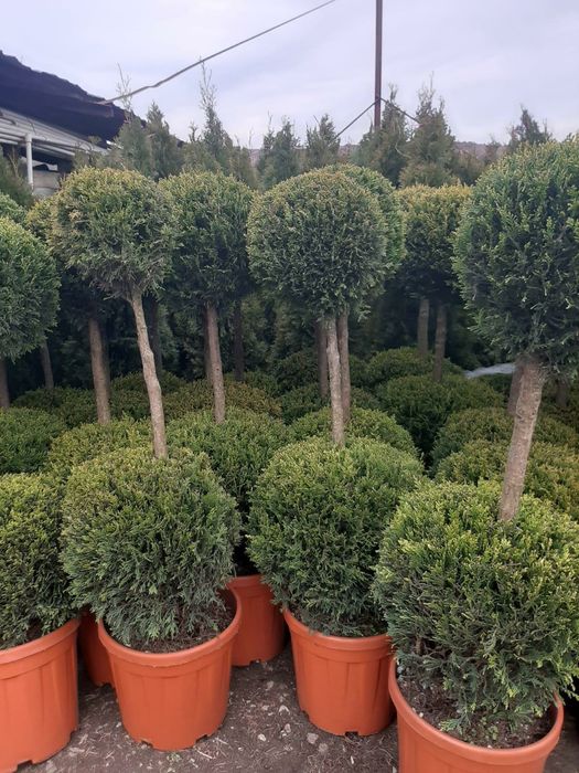 Tuia,leylandy brazi mesteacăn etc