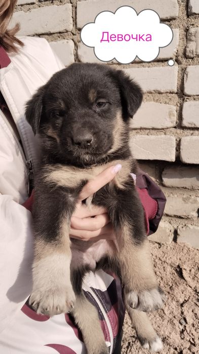 Щенки от крупной собаки