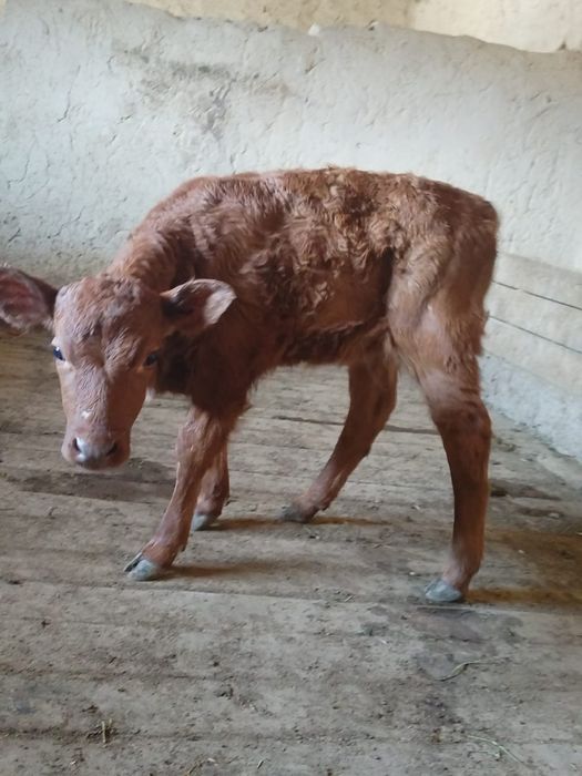 Бұзау сатылады...