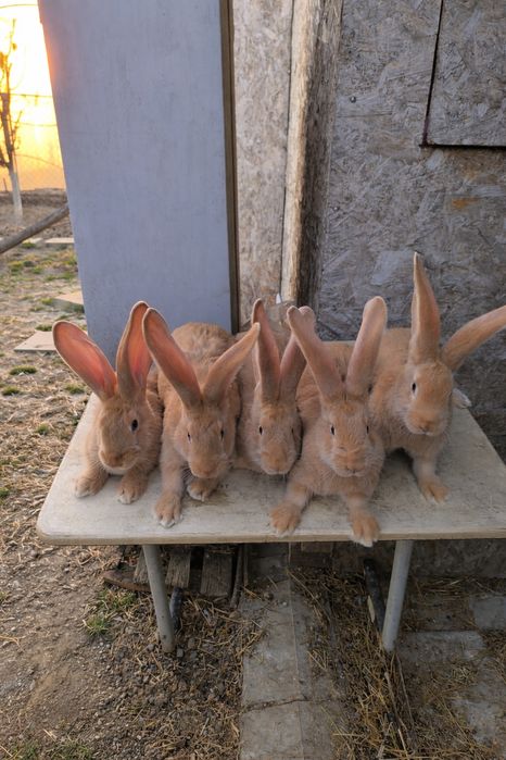 Iepuri uriaș galben