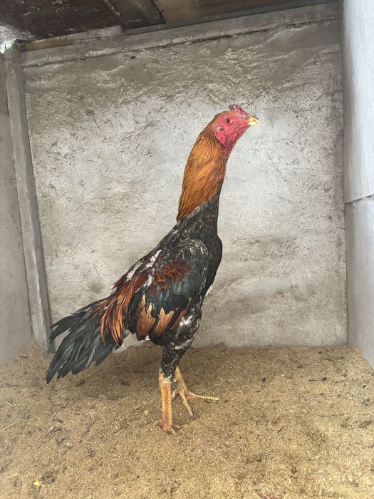 Июнские джуджики