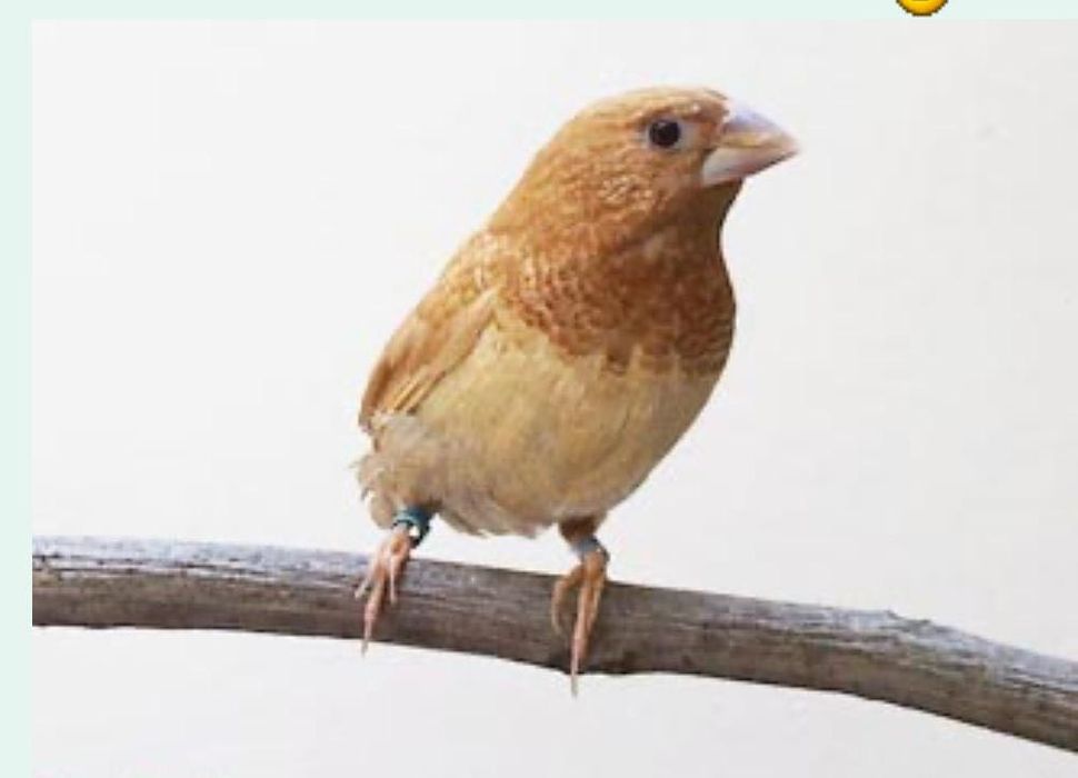 Продаются японские амадины