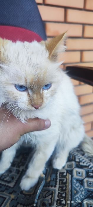 Отдам кота в добрые руки