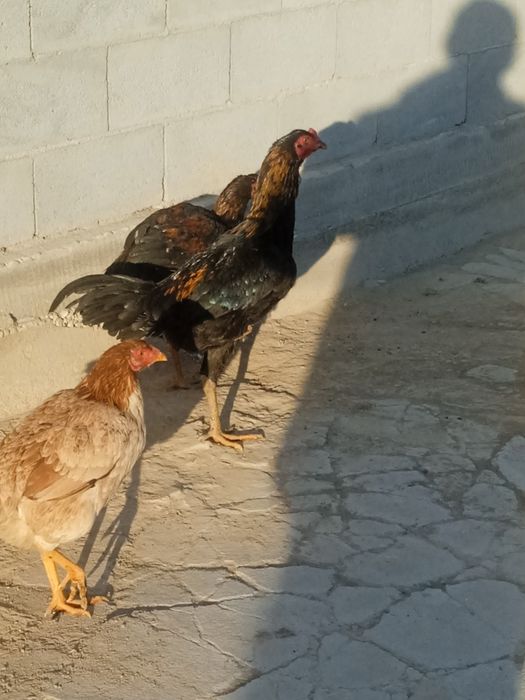 Птицы породы дакан