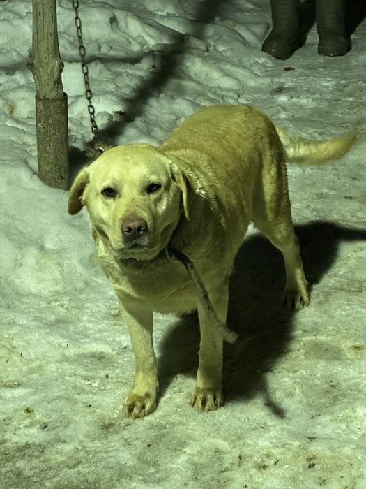 ургашы лабрадор ретривер сатылады