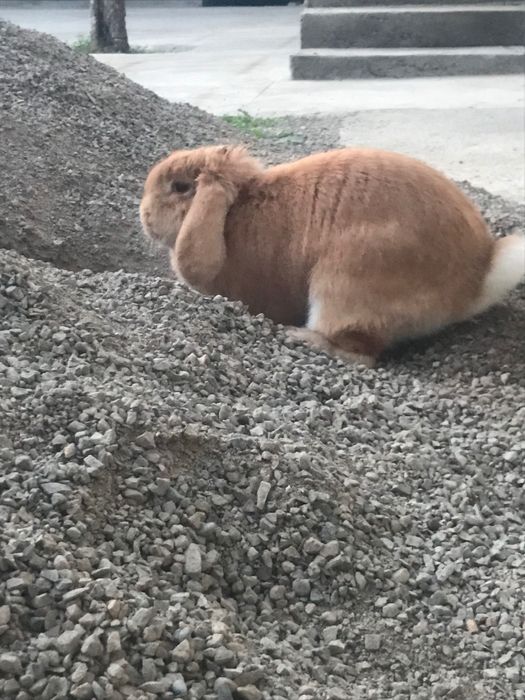 KARLIK dekarativniy quyon