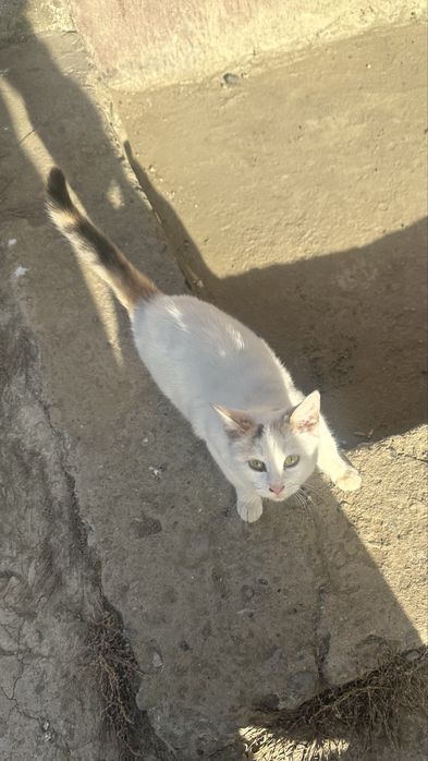 Трёхцветная кошечка ищет дом